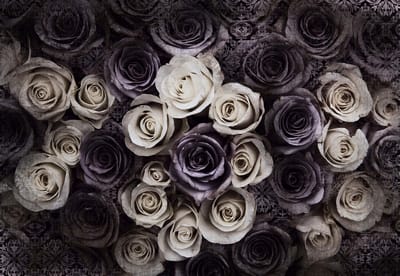 Fotobehang White Grey Roses Flowers | XL - 208cm x 146cm | 130g/m2 Vlies