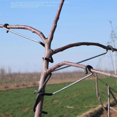 Boomtakspreider - Plantentrainer - Boomgroei Sturen - Beschermende Hoes - 36 cm - Zwart