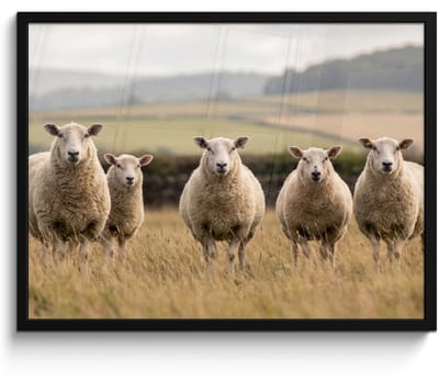 Poster in lijst - Fotolijst 80x60 cm - Posters - Schapen - Weidenlandschap - Heuvels - Posterlijst zwart - Decoratie - Wanddecoratie woonkamer - Muurdecoratie slaapkamer
