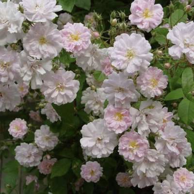 Rosa 'Paul's Himalayan Musk Rambler' - Rambler, Roos in pot