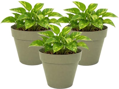 Mega Collections Plantenpot / bloempot - 3x - kunststof - olijfgroen - binnen/buiten - D20 x H17 cm