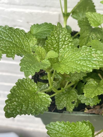 6 x Melissa officinalis - CITROENMELISSE, ZOETE MELISSE - pot 9 x 9 cm