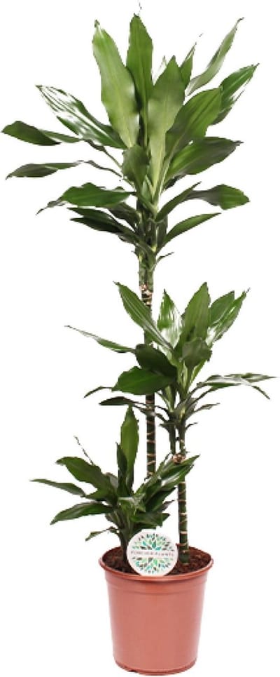 Plantenboetiek.nl | Dracaena Janet Lind - Ø24cm - 120-130cm hoog - Kamerplant - Groenblijvend