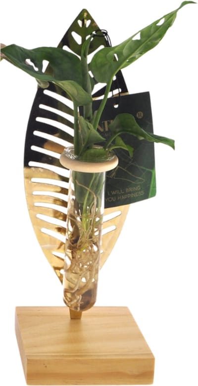 Plantenboetiek.nl | Kamerplanten mix in Verona glas - Ø7cm - 10cm hoog - Kamerplant - Groenblijvend
