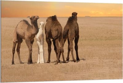 Dibond - Vier Kamelen op een Rij - 120x80cm Foto op Aluminium (Wanddecoratie van metaal)