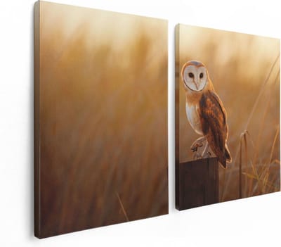 Artaza Canvas Schilderij Tweeluik Kerkuil Op Een Boomstronk - 120x80 - Foto Op Canvas - Canvas Print