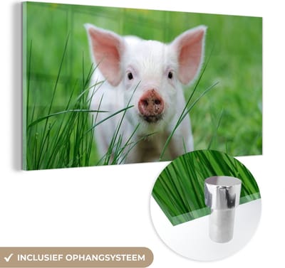MuchoWow® Glasschilderij 40x20 cm - Schilderij acrylglas - Varken - Dieren - Big - Foto op glas - Schilderijen