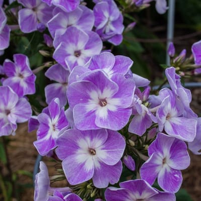 Vlambloem (Phlox paniculata) - - Laura - Vaste planten - Bijen-Vlinders - Snijbloemen - Geurend - Zomerbollen - bloeit in Juli / Augustus / September