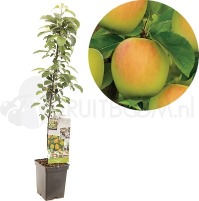 Malus domestica Polka | zoete appel | zuilvorm
