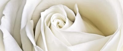 Fotobehang Flowers Rose White Nature | PANORAMIC - 250cm x 104cm | 130g/m2 Vlies