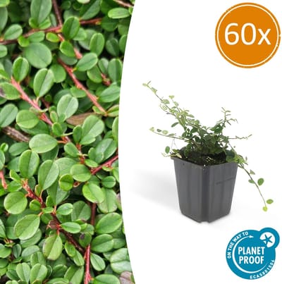 60 Stuk Dwergmispels, Veelzijdige Bodembedekker, Witte Bloementjes, Oranje/Rode Besjes in het Najaar,Cotoneaster pr. Streib s Findling - 10-25cm - Ø9cm