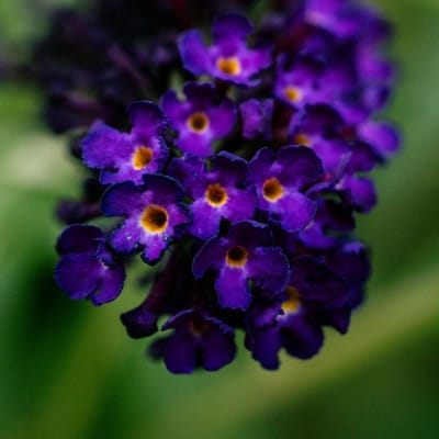 Vlinderstruik (Buddleja) - Blauw - Vaste planten - Bijen-Vlinders - Geurend - bloeit in Juli / Augustus / September