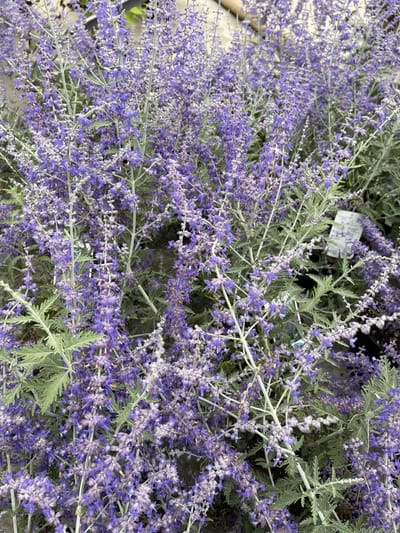 6x Blauwspirea - Perovskia atripl. 'Blue Spire' | 9x9 cm pot