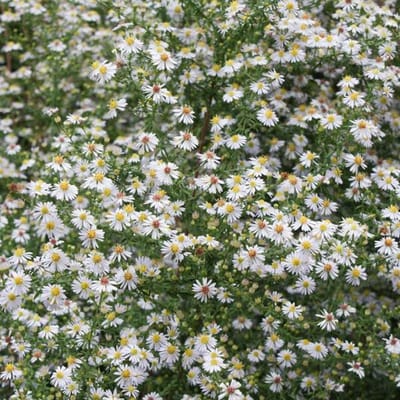 6 x Aster Ericoides 'Erlkoenig' - Herfstaster Pot 9x9 cm - Paarsblauwe Bloemen