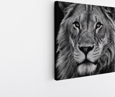 Saammp Canvas Schilderij - Leeuwen Portret - zwart-wit - Dieren - Natuur - 20x20 - Foto op canvas - Wanddecoratie - Muurdecoratie Woonkamer - Slaapkamer decoratie - Canvas Print