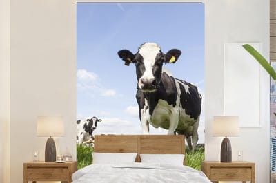 Behang - Fotobehang Koeien - Gras - Dieren - Zon - Boerderij - Breedte 155 cm x hoogte 240 cm