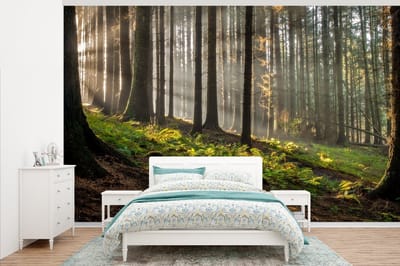 Behang - Fotobehang Zon - Takken - Bomen - Bos - Natuur - Breedte 405 cm x hoogte 260 cm