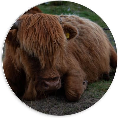 Forex Wandcirkel - Liggende Schotse Hooglander Koe - 70x70cm Foto op Wandcirkel (met ophangsysteem)