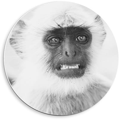 Forex Wandcirkel - Klein Aapje (zwart/wit) - 40x40cm Foto op Wandcirkel (met ophangsysteem)