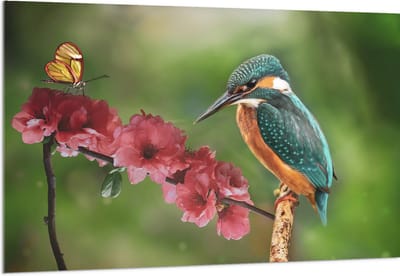Acrylglas - IJsvogel en Vlinder op Bloesem Bloemen - 150x100 cm Foto op Acrylglas (Wanddecoratie op Acrylaat)