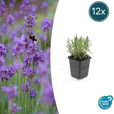 Tuinplantenshop.com | Lavandula ang. 'Munstead' | 12 stuks - Ø9cm - 10-25cm hoog - Tuinplant