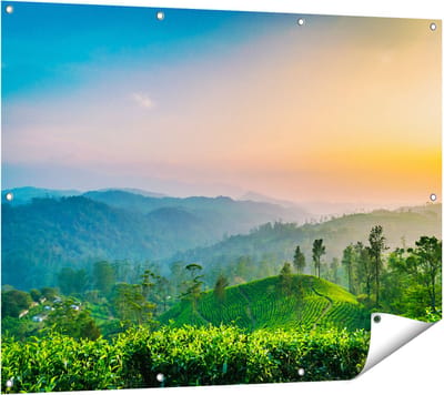 Gards Tuinposter Zonsondergang op een Thee Plantage - 120x90 cm - Tuindoek - Tuindecoratie - Wanddecoratie buiten - Tuinschilderij