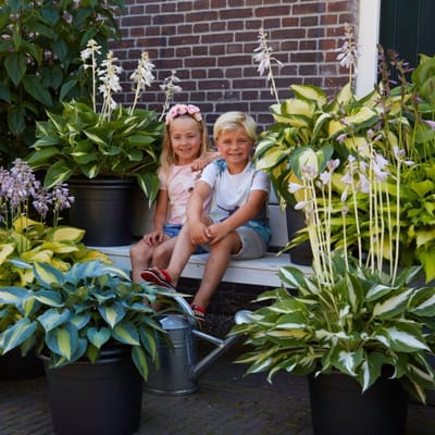Hosta - Buitenplant - Premium - Tuinplant - 10 stuks - Meerkleurig - Tuin Plant voor Buiten