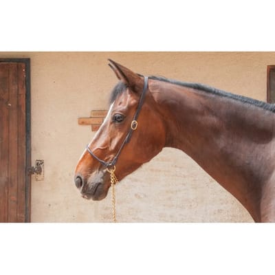 Lederen halster voor paard voor presentatie T de T
