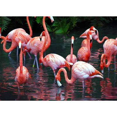 Diamant Borduurwerk Mozaïek Schilderij Kits Muur Kruis Sticker Flamingo Foto Woondecoratie 20X30CM pink