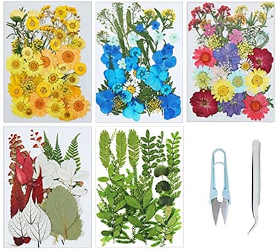 Natuurlijke gedroogde bloemen en bladeren voor kunst en ambacht, inclusief pincet en schaar
