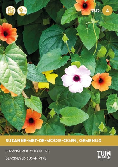 Suzanne met de Mooie Ogen Mix Zaden – Klimplant – Kleurrijke Bloemen – Bloemzaden Tuin | Tuin de Bruijn