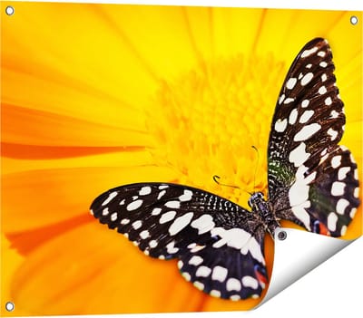 Gards Tuinposter Vlinder op een Oranje Bloem - 80x60 cm - Tuindoek - Tuindecoratie - Wanddecoratie buiten - Tuinschilderij