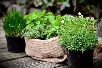 Biologisch Kruidenzaad voor Aromatische Gerechten