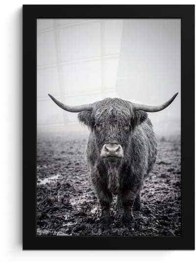 Poster in lijst - Fotolijst 20x30 cm - Posters - Schotse hooglander - Zwart - Wit - Gras - Posterlijst zwart - Decoratie - Wanddecoratie woonkamer - Muurdecoratie slaapkamer