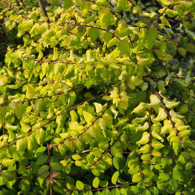 Geelbladige sneeuwbes - Symphoricarpos chenaultii 'Brain De Soleil' 50-60 cm