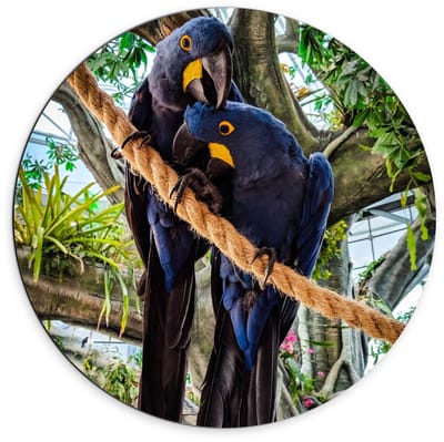 Dibond Wandcirkel - Twee Blauwe Papegaaien op Touw - 70x70cm Foto op Aluminium Wandcirkel (met ophangsysteem)
