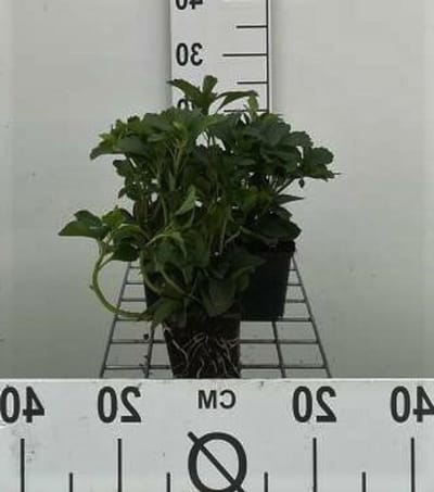 Schaduwkruid Planten - Bodembedekker Groen - Tuin Opvullen - Wintergroen Blad - 12 Stuks - Groen