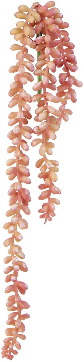 Sedum 'Rubin' hangplant – decoratieve, onderhoudsvriendelijke vetplant