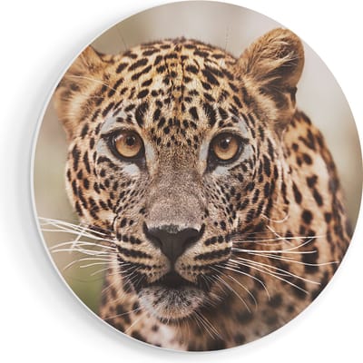 Artaza Forex Muurcirkel Luipaard Van Dichtbij Met Grote Ogen - 80x80 cm - Groot - Wandcirkel - Rond Schilderij - Wanddecoratie Cirkel