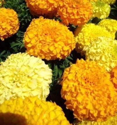Bloemenzaad Mix - Graszaad - Tuin Versieren - Makkelijk Te Groeien - 250 Zaden - Geel
