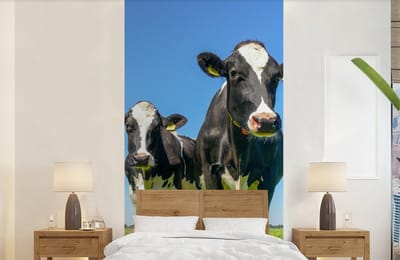 Behang - Fotobehang Koeien - Weiland - Gras - Dieren - Boerderij - Breedte 120 cm x hoogte 240 cm