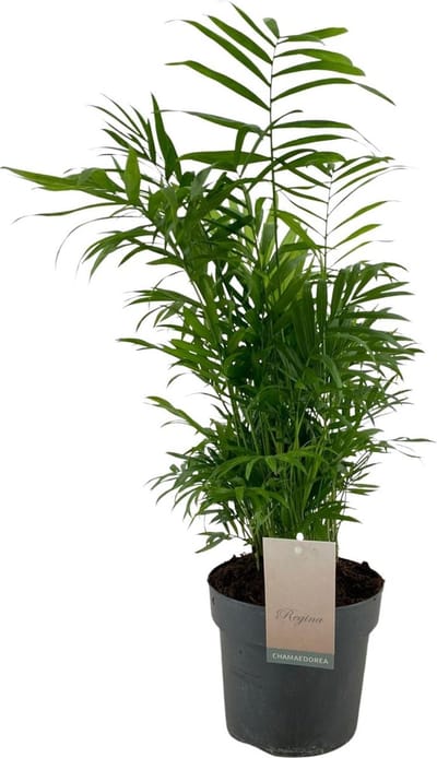 Plantenboetiek.nl | Chamaedorea Elegans - Ø17cm - 65-75cm hoog - Kamerplant - Groenblijvend