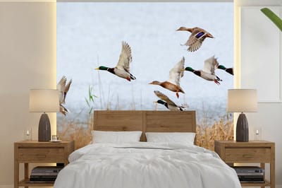 Behang - Fotobehang Eend - Vogel - Riet - Water - Eenden - Breedte 220 cm x hoogte 220 cm