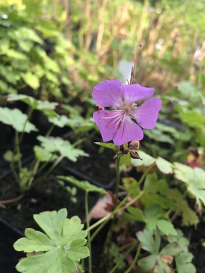 6 x Geranium cantabrigiense 'Andrew Clarke' - Ooievaarsbek - P9 Pot (9 x 9cm) - Dima Vaste Planten