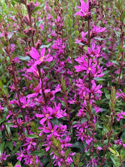 6 x Lythrum virgatum 'Dropmore Purple' - Kattestaart - P9 Pot (9 x 9cm) - Dima Vaste Planten