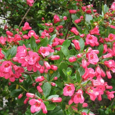 Escallonia 'Donard Seedling' - Escallonia 40-50 cm in pot
