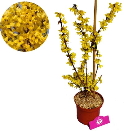 Forsythia intermedia 'Flojor' Minigold, 2 liter pot