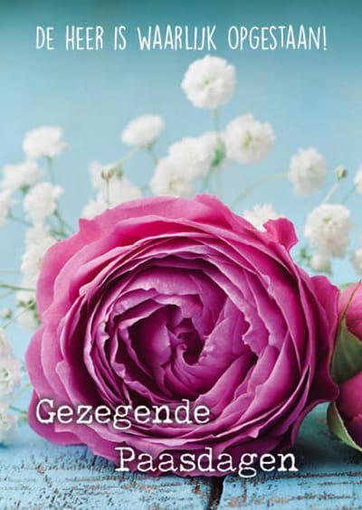 100 stuks 'Gezegende paasdagen - bloem rose'| Christelijke kaart met envelop| Majestically