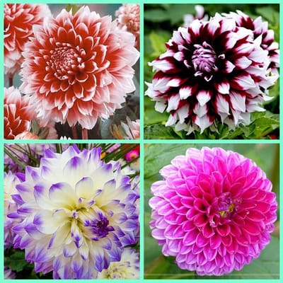 Mix,Zinnia,zinnia bulbi,Rizoma di Zinnia,Bulbi di dalia,piantato in autunno,fiorisce in estate,misto,i fiori sono enormi,dai colori vivaci,adatti per essere piantati in vasoin o giardini