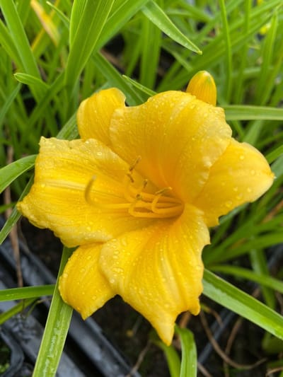 6 x Hemerocallis citrina - Daglelie - P9 Pot (9 x 9cm) - Dima Vaste Planten